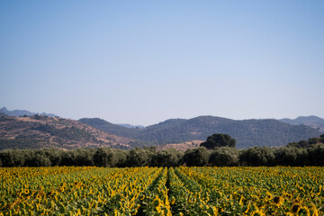Landscape view of a sunflower field