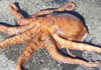 Alive octopus catched by fisherman