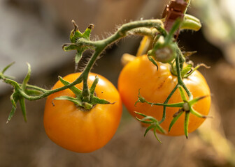 beautiful, healthy and tasty tomatoes in the greenhouse, autumn harvest