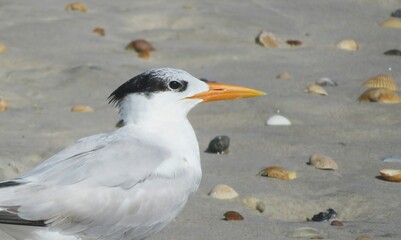 Royal tern on the beach in Atlantic coast of North Florida, closeup