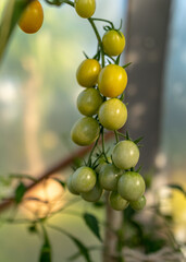 beautiful, healthy and tasty tomatoes in the greenhouse, autumn harvest