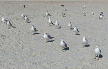 Seagulls on the beach in Atlantic coast of North Florida