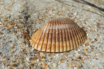 Beautiful big brown seashell on Atlantic coast of North Florida, closeup