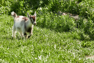 a small, frisky, playful goat, white and gray with horns frolicking on the lawn with the grass at midday in the summer