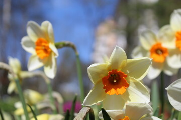 daffodils in the flower garden near the house