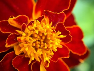 Fototapeta na wymiar Orange red marigold flower in macro