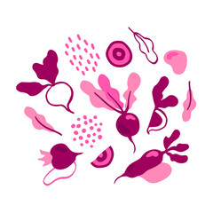 Hand drawn beetroot vector set in cartoon style. Healthy organic beets with leaves and beetroot slices.