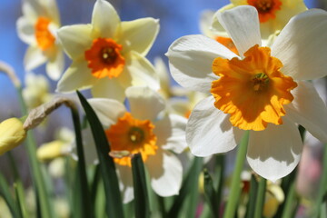 Obraz premium daffodils in the flower garden near the house
