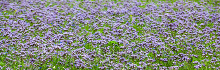 Phacelia Feld, Blumenwiese mit blauen Blumen