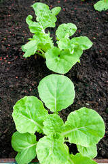Close up of young plants in greenhouse