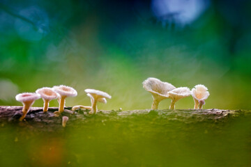 some mushrooms on the wood