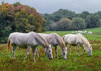 Horses are grazing in pasture in autumn, Lipica, Slovenia.