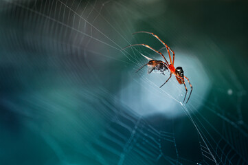 the spider is eating in its web