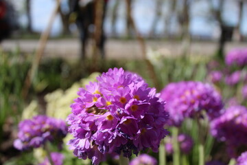 Obraz premium purple perennials in the Park by the river
