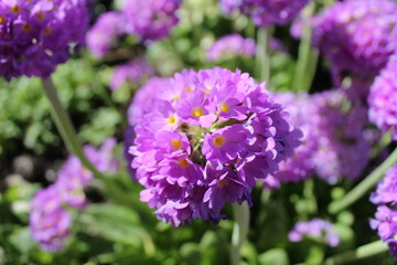 purple perennials in the Park by the river