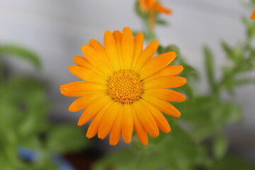 medicinal calendula