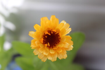 orange Terry calendula