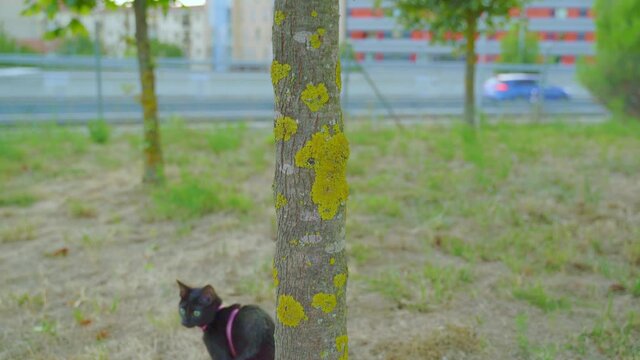 black cat walking climbs tree,black cat climbs tree, black cat walking climbs tree,