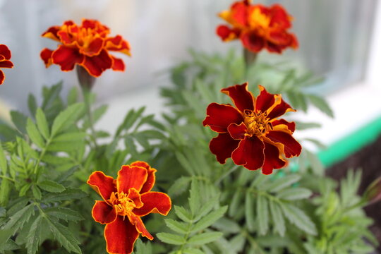 orange marigolds on the balcony in a pot
