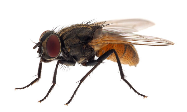 Housefly isolated on white background, Musca domestica