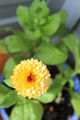 orange Terry calendula