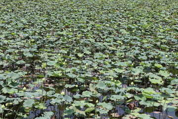 Lotus flowers not bloom on green leaves and water surface closeup in the pond.