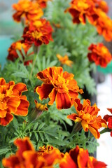 orange marigolds on the balcony in a pot