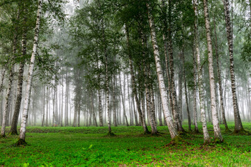 Fototapeta na wymiar fog landscape, birch grove in autumn morning, blurred tree silhouettes, autumn