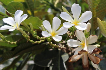 Frangipani white flowers blooming branch hanging on tree closeup in the garden.