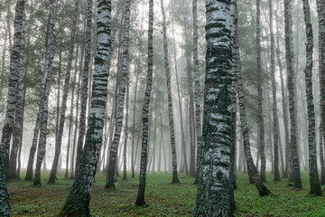 fog landscape, birch grove in autumn morning, blurred tree silhouettes, autumn