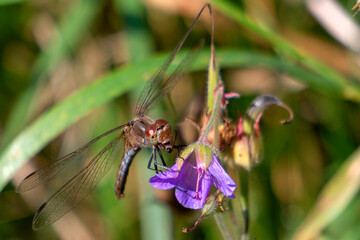 Ważka jedząca małą muszkę.