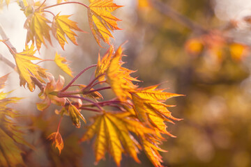Autumn background with yellow fall maple leaves and abstract bokeh sun light