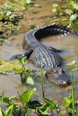 American Alligator Facing Camera in Natural Habitat Swamp Wildlife Marsh Wild Animals Dangerous Predator Large Reptile Crocodile Hunting Prey Ecosystem Conservation North America