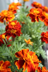 orange marigolds on the balcony in a pot