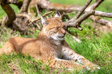 lynx in the grass