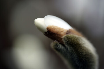 Magnolia