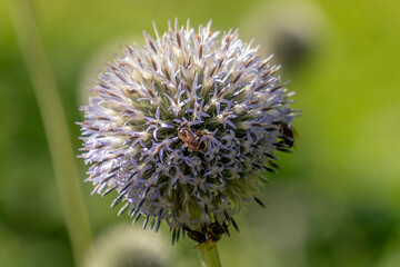 Kwiat cebuli, szczypiorek © Roman Trojanowski