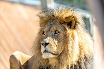 portrait of a lion