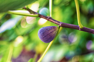 Fig on the branch of a fig tree