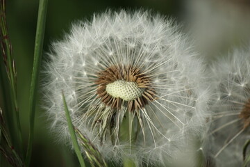 Pusteblume