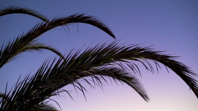 Palm Fronds Swaying In Evening Breeze