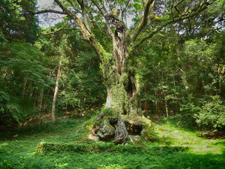 3000 years camphor tree in Takeo shrine Saga Kyushu Japan