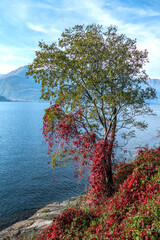 Foliage with red leaves near the Lake Maggiore in Maccagno