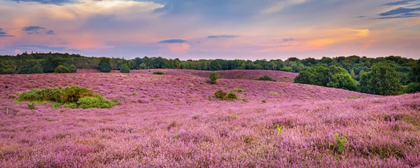 Fotobehang Fluor Roze Landscape with purple blooming heather in Nature park Veluwe, Posbank, Oosterbeek, Gelderland in the Netherlands  © Hilda Weges