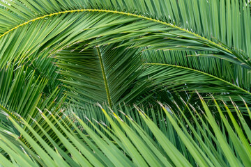 Obraz na płótnie Canvas Close-up view of fresh green palm tree leaf