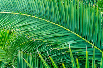 Beautiful branches of a tropical palm tree close up in the jungle