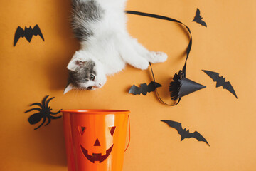 Cute kitten playing with halloween trick or treat bucket and black bats on orange background....