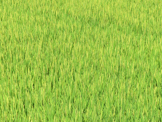 Green rice field with rice grain in Japan background