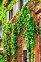 Fototapeta na wymiar Wall of a brick building is overgrown with ivy with green windows and shutters