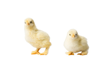 Young fluffy yellow Easter Baby Chickens standing Against White Background